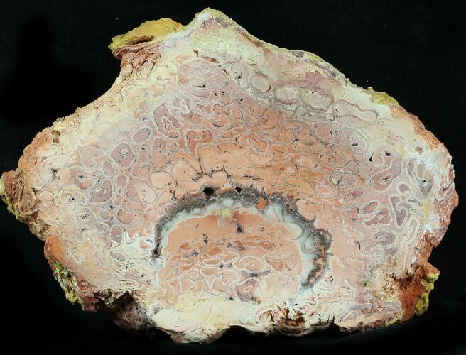 Petrified Tree Fern Section (Tietea) - #31817